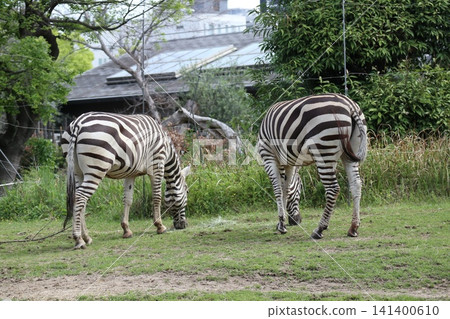 Grant's zebra at Osaka Tennoji Zoo Grant's zebra at Osaka Tennoji Zoo 141400610