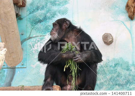 Ricky Nanako Marilyn, a chimpanzee at Osaka Tennoji Zoo Ricky Nanako Marilyn, a chimpanzee at Osaka Tennoji Zoo 141400711