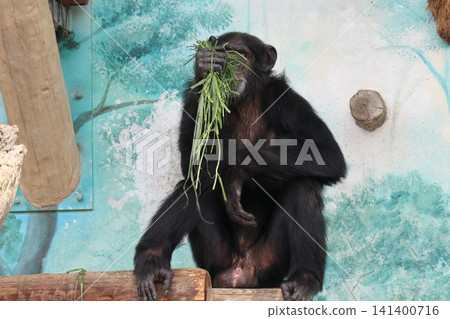 大阪天王寺動物園的黑猩猩瑪麗蓮‧瑞奇‧菜菜子 (Ricky Nanako Marilyn) 大阪天王寺動物園的黑猩猩瑪麗蓮‧瑞奇‧菜菜子 (Ricky Nanako Marilyn) 141400716