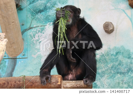 Ricky Nanako Marilyn, a chimpanzee at Osaka Tennoji Zoo Ricky Nanako Marilyn, a chimpanzee at Osaka Tennoji Zoo 141400717
