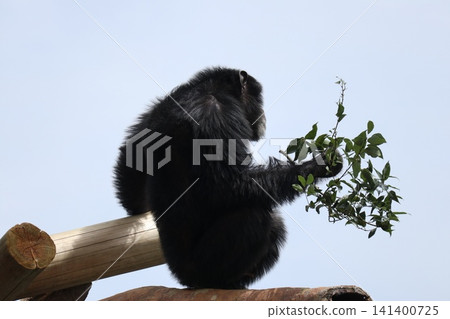 大阪天王寺動物園的黑猩猩瑪麗蓮‧瑞奇‧菜菜子 (Ricky Nanako Marilyn) 大阪天王寺動物園的黑猩猩瑪麗蓮‧瑞奇‧菜菜子 (Ricky Nanako Marilyn) 141400725