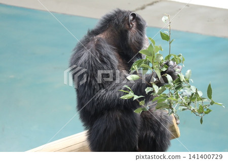 大阪天王寺動物園的黑猩猩瑪麗蓮‧瑞奇‧菜菜子 (Ricky Nanako Marilyn) 大阪天王寺動物園的黑猩猩瑪麗蓮‧瑞奇‧菜菜子 (Ricky Nanako Marilyn) 141400729