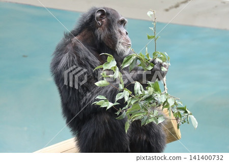 大阪天王寺動物園的黑猩猩瑪麗蓮‧瑞奇‧菜菜子 (Ricky Nanako Marilyn) 大阪天王寺動物園的黑猩猩瑪麗蓮‧瑞奇‧菜菜子 (Ricky Nanako Marilyn) 141400732