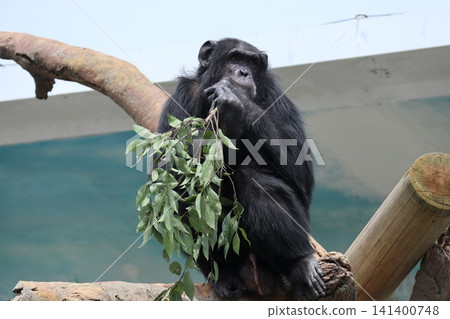 大阪天王寺動物園的黑猩猩瑪麗蓮‧瑞奇‧菜菜子 (Ricky Nanako Marilyn) 大阪天王寺動物園的黑猩猩瑪麗蓮‧瑞奇‧菜菜子 (Ricky Nanako Marilyn) 141400748