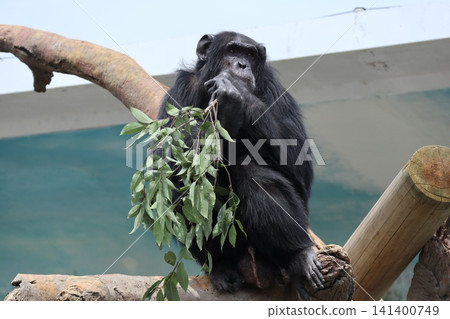 大阪天王寺動物園的黑猩猩瑪麗蓮‧瑞奇‧菜菜子 (Ricky Nanako Marilyn) 大阪天王寺動物園的黑猩猩瑪麗蓮‧瑞奇‧菜菜子 (Ricky Nanako Marilyn) 141400749