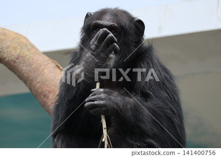 Ricky Nanako Marilyn, a chimpanzee at Osaka Tennoji Zoo Ricky Nanako Marilyn, a chimpanzee at Osaka Tennoji Zoo 141400756