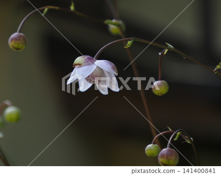 Astragalus flowers and buds 141400841