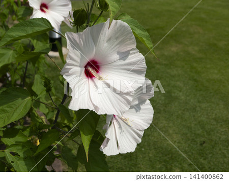 White Titan Hibiscus blooming in the garden White Titan Hibiscus blooming in the garden 141400862