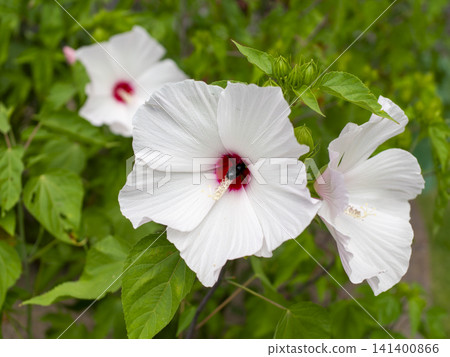White Titan Hibiscus blooming in the garden White Titan Hibiscus blooming in the garden 141400866