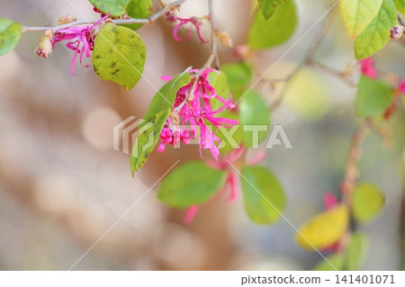 The vibrant flowers of the red-flowered evergreen witch hazel. 141401071