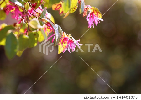 The vibrant flowers of the red-flowered evergreen witch hazel. The vibrant flowers of the red-flowered evergreen witch hazel. 141401073