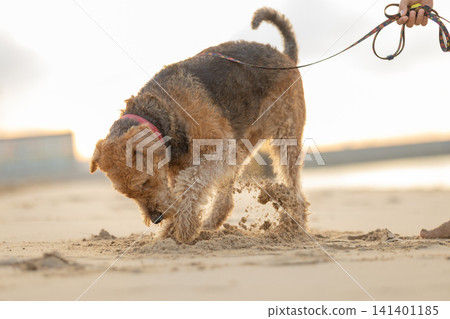Airedale Terrier dog digging in sand on a beach, with a leash held by a person, soft sunlight illuminating the scene and ocean waves visible in the background. Airedale Terrier Airedale Terrier dog digging in sand on a beach, with a leash held by a person, soft sunlight illuminating the scene and ocean waves visible in the background. Airedale Terrier 141401185