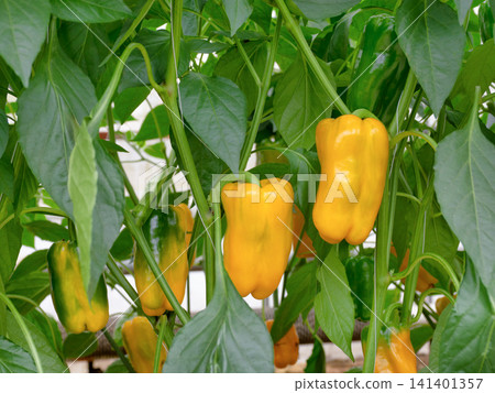 Yellow bell peppers that have ripened to full color in a greenhouse. Yellow bell peppers that have ripened to full color in a greenhouse. 141401357