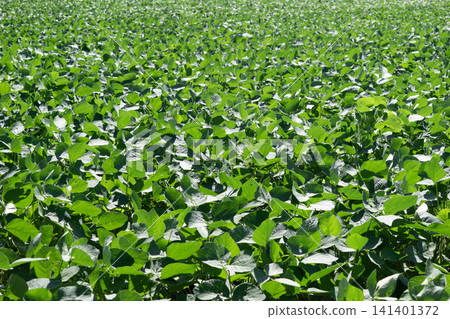 A landscape of fields where edamame beans are cultivated. A landscape of fields where edamame beans are cultivated. 141401372