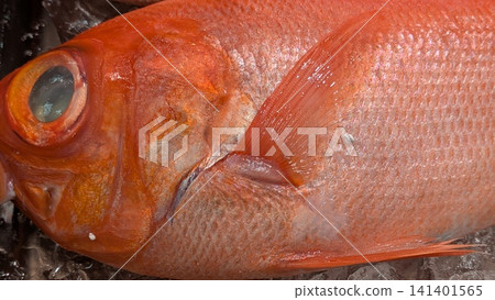 一張特寫鏡頭，展現了一條色彩鮮豔的紅鯛魚，這是市場上展示的一種高檔魚類。 141401565