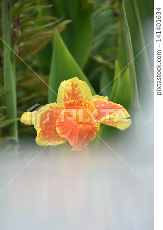 Canna flower Canna flower 141401634