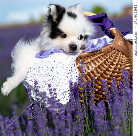 Cute White Pomeranian Dog in Wicker Basket Among Blooming Lavender Flowers 141401641