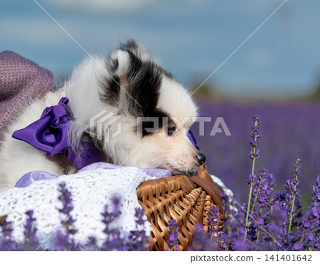 Cute White Pomeranian Dog in Wicker Basket Among Blooming Lavender Flowers Cute White Pomeranian Dog in Wicker Basket Among Blooming Lavender Flowers 141401642