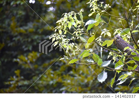 或許是因為天氣炎熱,樟樹葉在初夏落光,8 月又長出了新芽。 或許是因為天氣炎熱,樟樹葉在初夏落光,8 月又長出了新芽。 141402037
