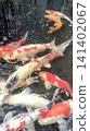 Carp of a pond 141402067