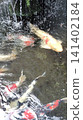Koi swimming in the pond 141402184