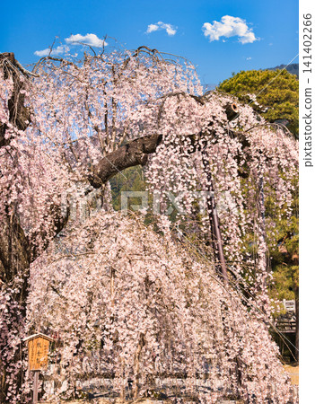 在身延山久遠寺，可以欣賞到令人嘆為觀止的垂枝櫻花美景。 141402266