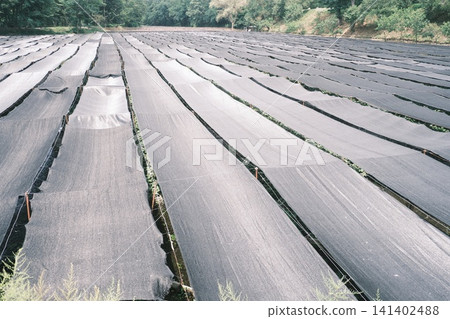 Fields at Daio Wasabi Farm Fields at Daio Wasabi Farm 141402488