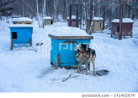 Sled dog houses at Listvyanka town, Russia. Sled dog houses are specialized shelters designed to keep working dogs warm and dry in Arctic environments. Sled dog houses at Listvyanka town, Russia. Sled dog houses are specialized shelters designed to keep working dogs warm and dry in Arctic environments. 141402679