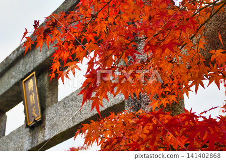 京都、永觀堂(善林寺)、弁天神社:美麗的紅葉(京都府京都市左京區) 京都、永觀堂(善林寺)、弁天神社:美麗的紅葉(京都府京都市左京區) 141402868