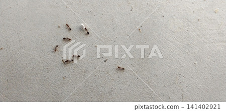 Small brown ants are crawling across the light-gray concrete surface. Small brown ants are crawling across the light-gray concrete surface. 141402921