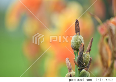 Young canna fruit Young canna fruit 141403208