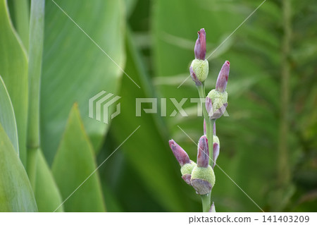 Young canna fruit Young canna fruit 141403209