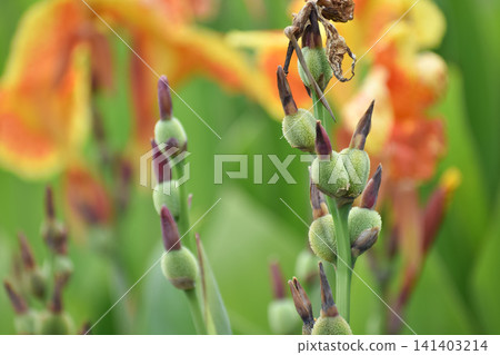 Young canna fruit Young canna fruit 141403214
