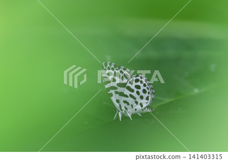 Goishijimi butterfly in the bamboo forest Goishijimi butterfly in the bamboo forest 141403315