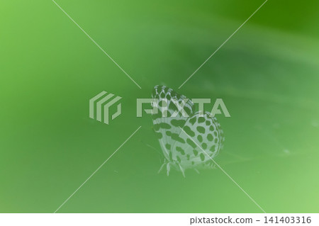 Goishijimi butterfly in the bamboo forest 141403316