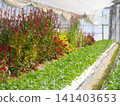 A view of a greenhouse where flowers and seedlings are being cultivated. 141403653