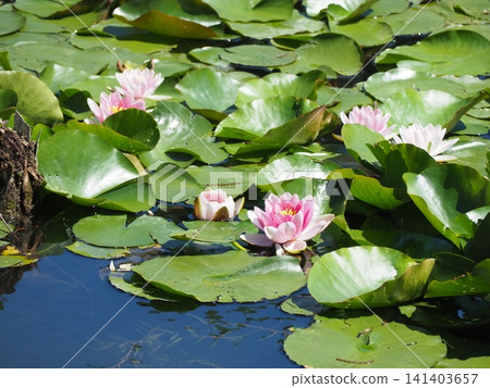 Water lily Water lily 141403657