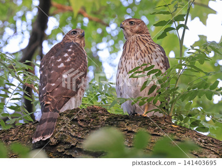 Cooper hawks juveniles perched on a tree branch with green background Cooper hawks juveniles perched on a tree branch with green background 141403695