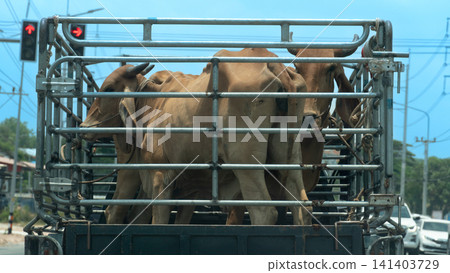 Transport truck carrying cattle in a metal barred cage along a daytime road. Cows are visible inside the vehicle during agricultural livestock relocation and cargo transit. Transport truck carrying cattle in a metal barred cage along a daytime road. Cows are visible inside the vehicle during agricultural livestock relocation and cargo transit. 141403729
