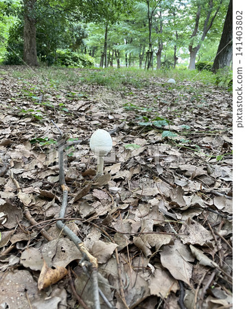 White poisonous mushrooms in the forest White poisonous mushrooms in the forest 141403802