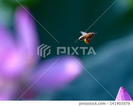 蜜蜂尋找花蜜 蜜蜂尋找花蜜 141403979