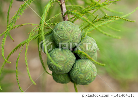 Rakuushou fruit Rakuushou fruit 141404115