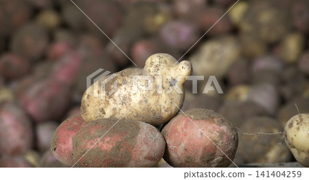 Unusual Potato with Unique Shape Amid Red Potatoes in Rustic Setting Unusual Potato with Unique Shape Amid Red Potatoes in Rustic Setting 141404259