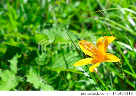 Daylilies blooming in the Yashimagahara Marsh, a natural monument (1) Daylilies blooming in the Yashimagahara Marsh, a natural monument (1) 141404316
