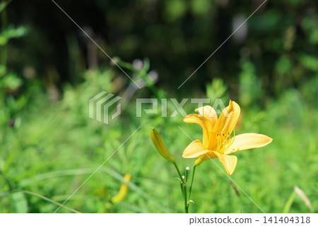 Daylilies blooming in the Yashimagahara Marsh, a natural monument (3) Daylilies blooming in the Yashimagahara Marsh, a natural monument (3) 141404318