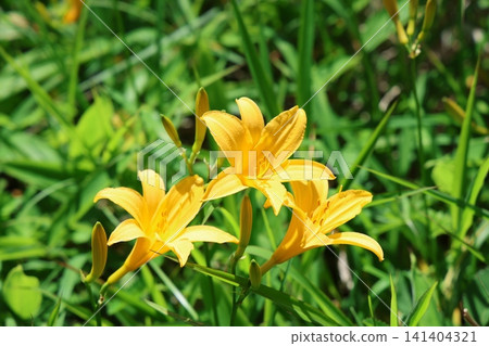 Daylilies blooming in the Yashimagahara Marsh, a natural monument (6) Daylilies blooming in the Yashimagahara Marsh, a natural monument (6) 141404321