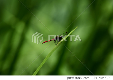 A red dragonfly perches on the tip of a slender leaf. A red dragonfly perches on the tip of a slender leaf. 141404422