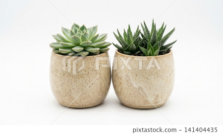 Two small potted succulent plants in textured ceramic pots with succulent botanical houseplant interior textured minimalist ornamental collection echeveria haworthia blooming aesthetic Two small potted succulent plants in textured ceramic pots with succulent botanical houseplant interior textured minimalist ornamental collection echeveria haworthia blooming aesthetic 141404435