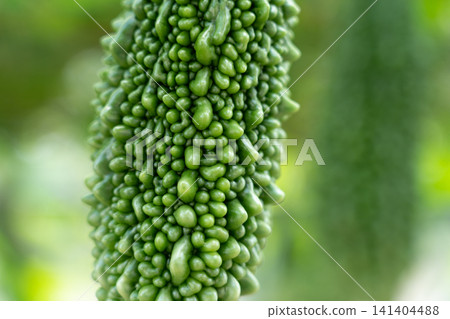 Close-up of the surface of bitter melon (goya) growing in the field (September) - Home garden Close-up of the surface of bitter melon (goya) growing in the field (September) - Home garden 141404488