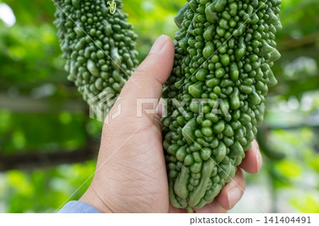 A man harvests bitter melon (goya) in his home garden in September. 141404491